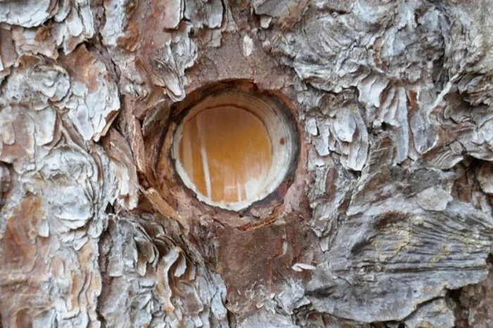 Отслеживание ежегодного роста деревьев на основе древесных колец в сочетании с изотопными сигналами в древесных кольцах. фото